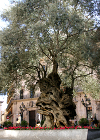 OLIVERA DE CORT - Olivenbäume und haine - Oliventourismus - Balearen - Agrarnahrungsmittel, Ursprungsbezeichnungen und balearische Gastronomie